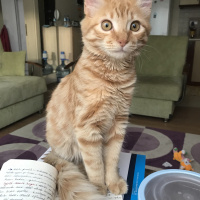 Tekir Kedi, Kedi  Venüs fotoğrafı