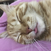 Tekir Kedi, Kedi  Venüs fotoğrafı