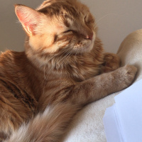 Tekir Kedi, Kedi  Venüs fotoğrafı