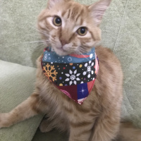 Tekir Kedi, Kedi  Venüs fotoğrafı