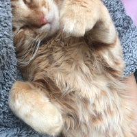 Tekir Kedi, Kedi  Venüs fotoğrafı