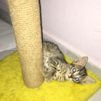 Tekir Kedi, Kedi  3 yavru bebek kedi fotoğrafı