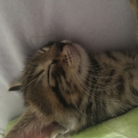 Tekir Kedi, Kedi  3 yavru bebek kedi fotoğrafı