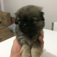 Pekingese, Köpek  Minik fotoğrafı