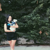 Maltese, Köpek  Çilek fotoğrafı