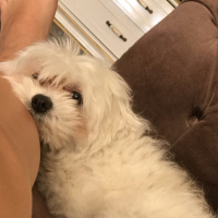 Maltese, Köpek  Çilek fotoğrafı