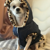 Maltese, Köpek  Çilek fotoğrafı