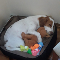 Beagle, Köpek  Şarlo fotoğrafı