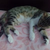 Tekir Kedi, Kedi  Rachel fotoğrafı