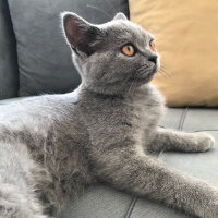 British Shorthair, Kedi  Buğday fotoğrafı