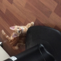 Tekir Kedi, Kedi  Sarışın fotoğrafı
