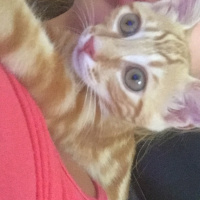 Tekir Kedi, Kedi  Sarışın fotoğrafı