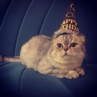 Scottish Fold, Kedi  BONYA fotoğrafı