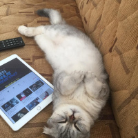 Scottish Fold, Kedi  BONYA fotoğrafı