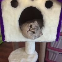 Scottish Fold, Kedi  BONYA fotoğrafı