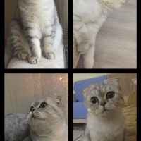 Scottish Fold, Kedi  BONYA fotoğrafı