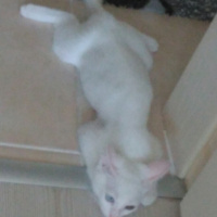 Van Kedisi, Kedi  Pamuk fotoğrafı