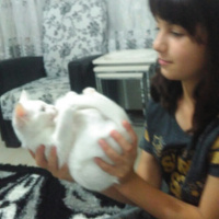 Van Kedisi, Kedi  Pamuk fotoğrafı