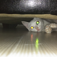 Van Kedisi, Kedi  Pamuk fotoğrafı