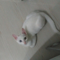 Van Kedisi, Kedi  Pamuk fotoğrafı