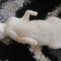 Van Kedisi, Kedi  Pamuk fotoğrafı