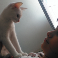 Van Kedisi, Kedi  Pamuk fotoğrafı