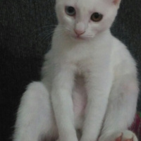Van Kedisi, Kedi  Pamuk fotoğrafı