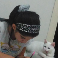 Van Kedisi, Kedi  Pamuk fotoğrafı