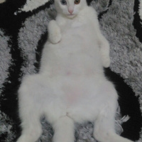 Van Kedisi, Kedi  Pamuk fotoğrafı