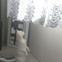 Van Kedisi, Kedi  Pamuk fotoğrafı