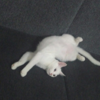 Van Kedisi, Kedi  Pamuk fotoğrafı