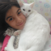 Van Kedisi, Kedi  Pamuk fotoğrafı