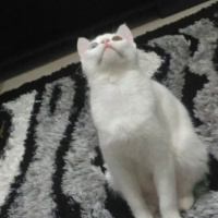 Van Kedisi, Kedi  Pamuk fotoğrafı
