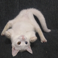 Van Kedisi, Kedi  Pamuk fotoğrafı