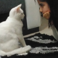 Van Kedisi, Kedi  Pamuk fotoğrafı