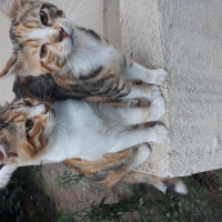Tekir Kedi, Kedi  Sarı fotoğrafı