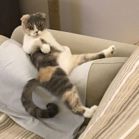 Scottish Fold, Kedi  Pirinç fotoğrafı
