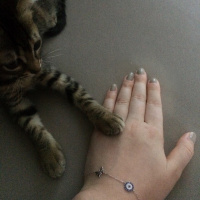 Tekir Kedi, Kedi  Pıspıs fotoğrafı
