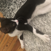 Tuxedo (Smokin) Kedi, Kedi  Pastel fotoğrafı