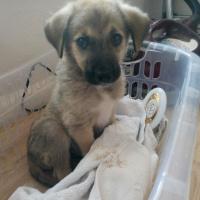 Sokö (Sokak Köpeği), Köpek  Sınır fotoğrafı