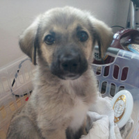 Sokö (Sokak Köpeği), Köpek  Sınır fotoğrafı