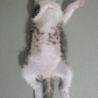 Tekir Kedi, Kedi  Şaşkın fotoğrafı