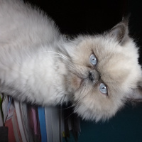 Himalayan, Kedi  Fırfır fotoğrafı