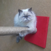 Himalayan, Kedi  Fırfır fotoğrafı