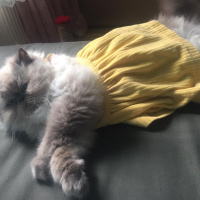 Himalayan, Kedi  Fırfır fotoğrafı