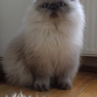 Himalayan, Kedi  Fırfır fotoğrafı