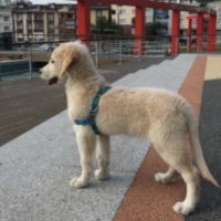 Golden Retriever, Köpek  Dasiy fotoğrafı