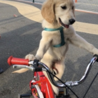 Golden Retriever, Köpek  Dasiy fotoğrafı