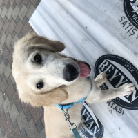 Golden Retriever, Köpek  Dasiy fotoğrafı