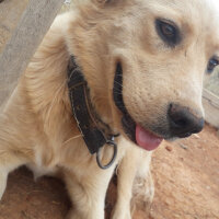 Golden Retriever, Köpek  Pamuk fotoğrafı